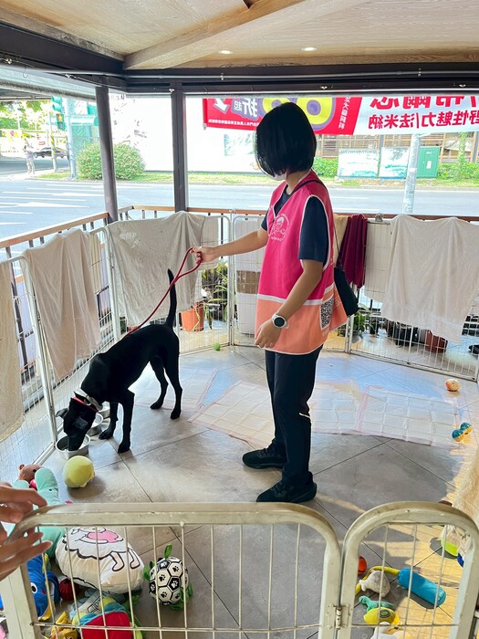 2025年11月30日 陽光志工隊 張媽媽流浪動物之家-送養活動圖片